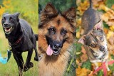 Psy do adopcji ze schroniska w Białymstoku. Wszystkie czekają na kochającego właściciela [ZDJĘCIA]