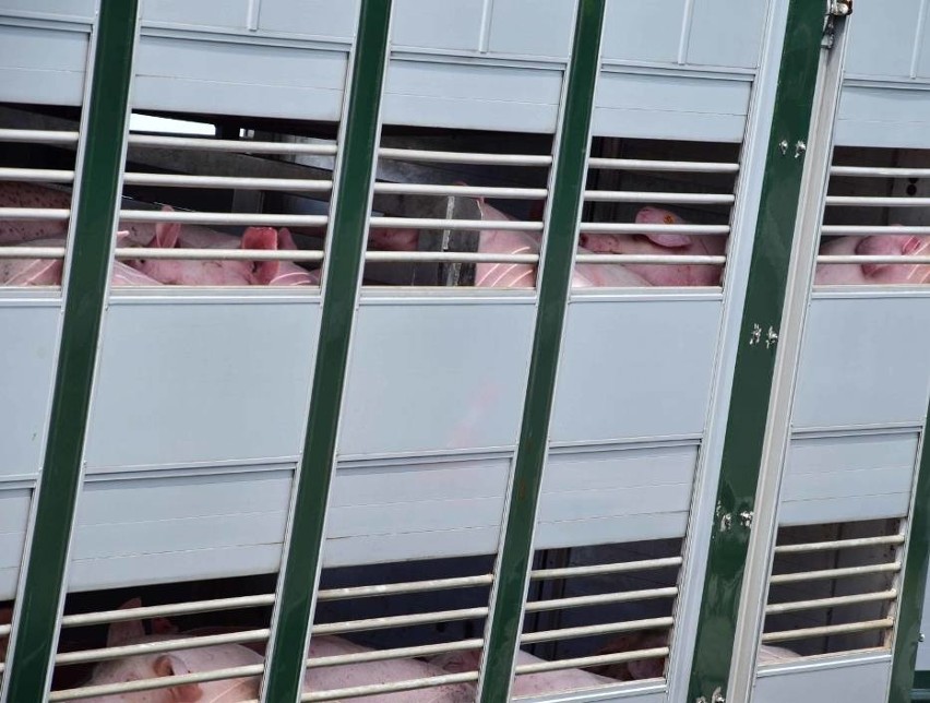 Ratowali świnie, które gniotły się w uszkodzonej przyczepie [WIDEO, ZDJĘCIA] 