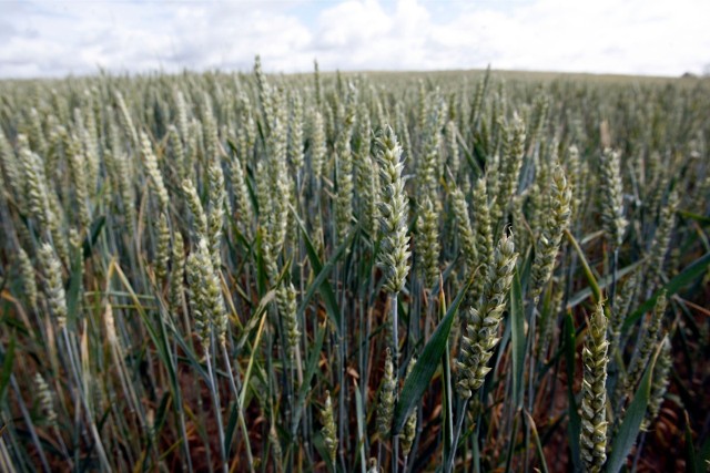 Prognozy mówią, że zbiory pszenicy w UE powinny w tym roku wzrosnąć, ale na świecie mogą po raz pierwszy od pięciu lat spaść