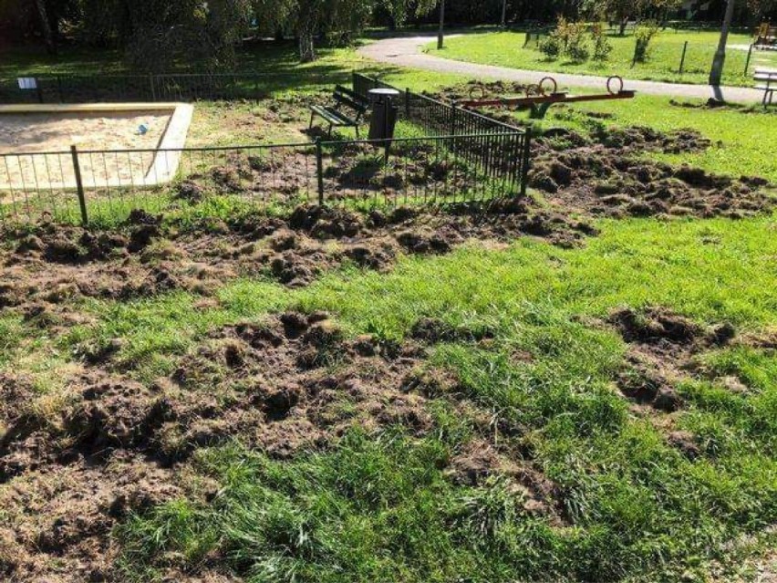 Kraków. Dziki niszczą park im. Maćka i Doroty na Klinach Borkowskich [ZDJĘCIA]