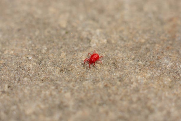 Małe, czerwone robaczki, które wyglądem przypominają...