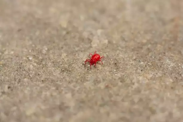 Małe, czerwone robaczki, które wyglądem przypominają malutkie pająki albo kleszcze, to Lądzień Czerwonatka - jeden z największych gatunków roztoczy!