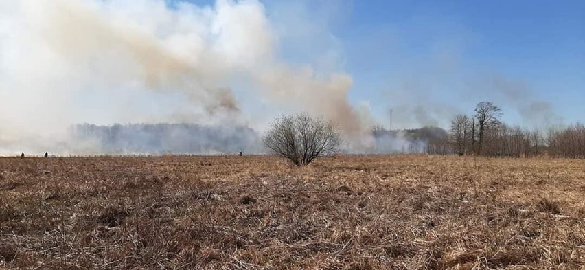 Pożar objął swoim zasięgiem dwa hektary nieużytków rolnych.