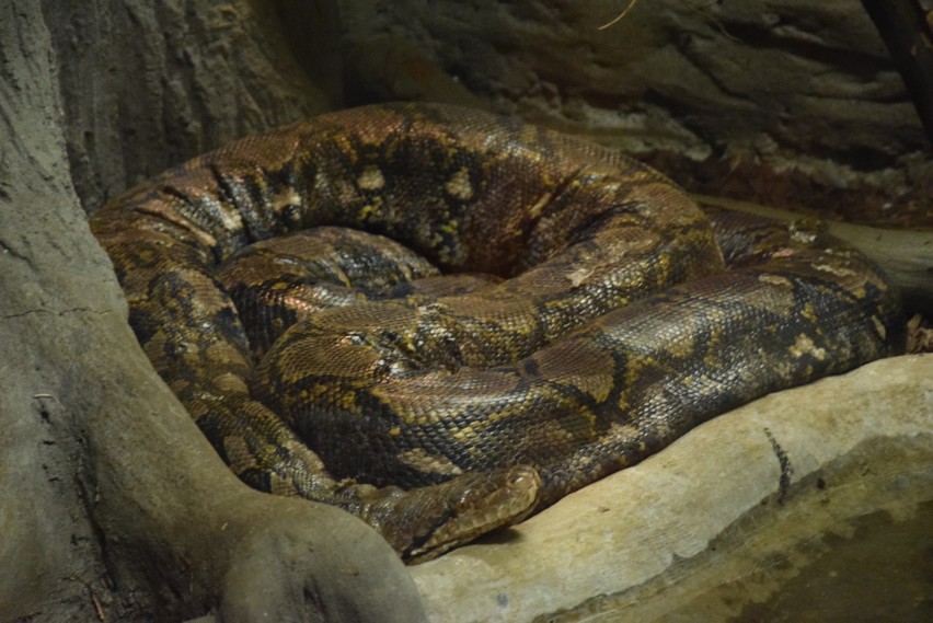 Pyton siatkowy. Najwięksi domownicy chorzowskiego zoo