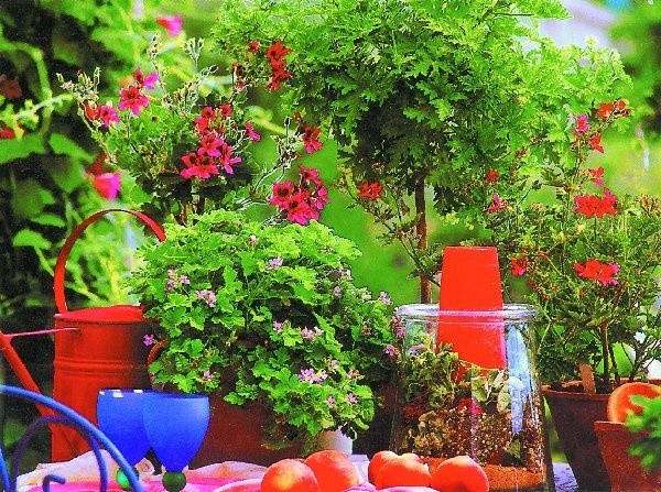 Rośliny balkonowe musimy regularnie nawozić i  podlewać.