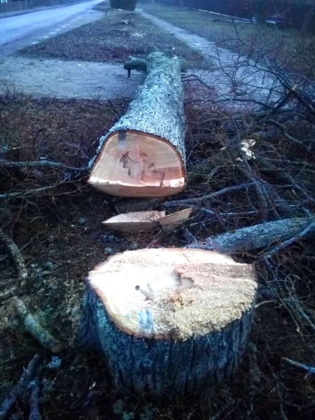 Wycinka dawnego Traktu Królewskiego w Białowieży. Drzewa witające turystów zniknęły z ulicy Pałacowej [ZDJĘCIA]