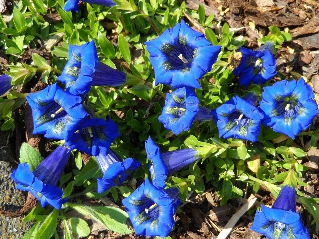 GoryczkaNiebieskie kwiaty goryczki przyciągają nasz wzrok. Roślina jednak kwitnie czasem też na biało, fioletowo lub żółto, a nawet czerwono.