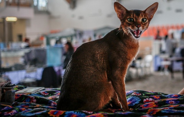 Wystawa Kotów Rasowych 2019 odbędzie się w hali AWFiS. Na zdjęciu: letnia wystawa kotów rasowych na sopocki hipodromie - lipiec 2018.