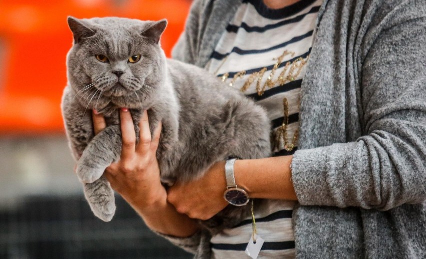 Wystawa Kotów Rasowych 2019 odbędzie się w hali AWFiS. Na...