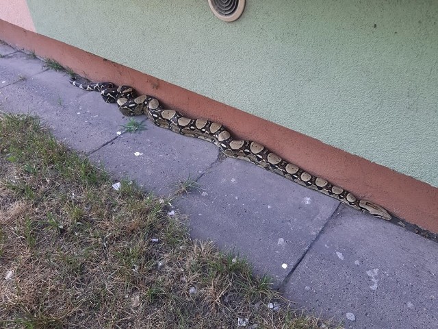 Nietypową interwencję przeprowadzili strażnicy z Animal Patrolu. Zostali wezwani do... węża boa, który pełzał pod blokiem na ul. Traktorowej. Przerażeni byli mieszkańcy osiedla, którzy go zobaczyli. Natychmiast wezwano strażników. Co boa robił pod blokiem?Czytaj na kolejnym slajdzie