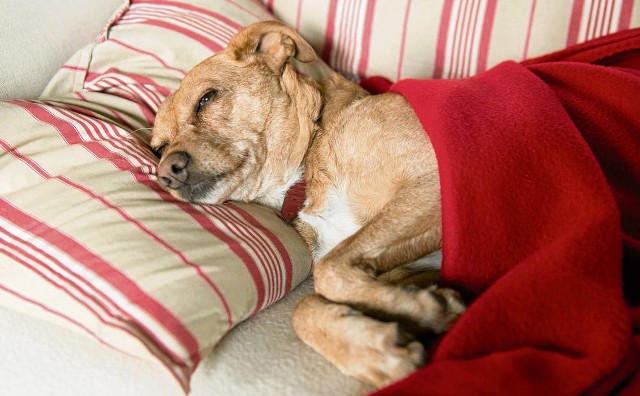 Przeziębionego psa nie próbujmy leczyć ludzkimi lekami. Aspiryna i paracetamol mogą mu zaszkodzić!