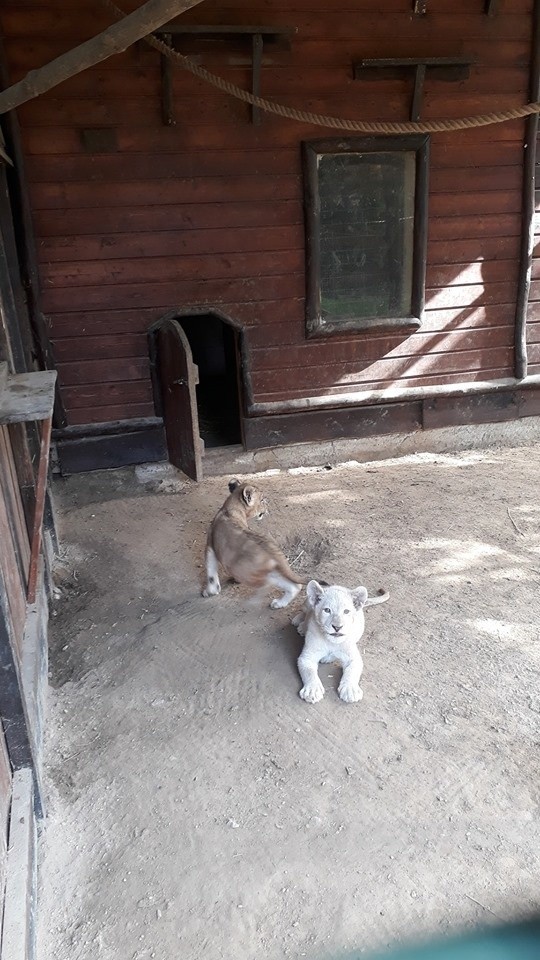 W Wojciechowskim zoo urodziły się dwa lwy. Jeden jest biały