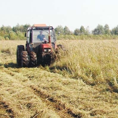 Te łąki były dawniej koszone przez rolników. To sprzyjało błotnym ptakom. Rolnicy zaprzestali koszenia na bagnach i ptaki straciły swoją ostoję. Teraz sianokosy są tylko dla wodniczki.