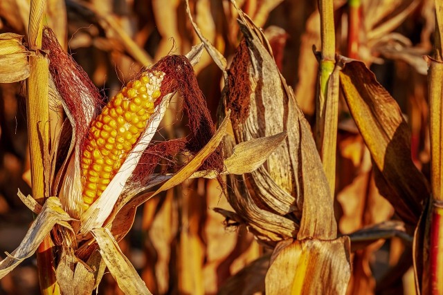 Choć w tym roku susza zrujnowała marzenia o obfitych plonach pszenicy czy żyta, to kukurydza przetrwała niesprzyjające warunki i zbiory są na dobrym poziomie.