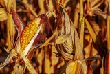 Żniwa kukurydziane na finiszu, zebrano ponad 70 proc. ziarna. Ceny kukurydzy mokrej i suchej. Rolnicy nie chcą sprzedawać zboża?