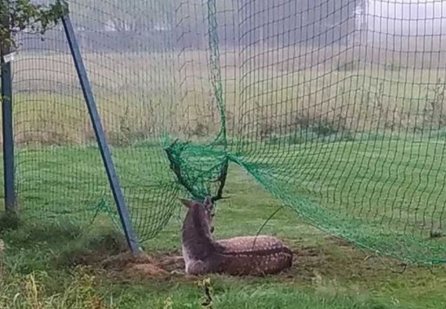Jeleń zaplątał się w siatkę na boisku w Suchej.