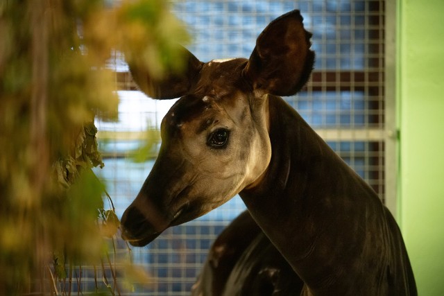 Zwadi została przetransportowana z zoo w Lipsku. We Wrocławskim ogrodzie zoologicznym mieszka już jej córka.