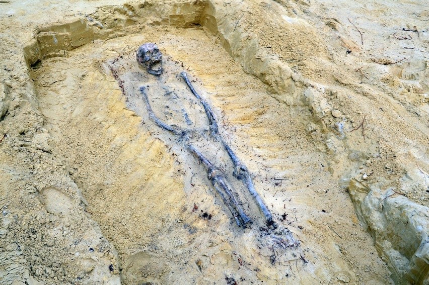 Niezwykłe odkrycie podczas wykopalisk. Ponad sto szkieletów na cmentarzu z XVI wieku w Jeżowem! [FOTO]