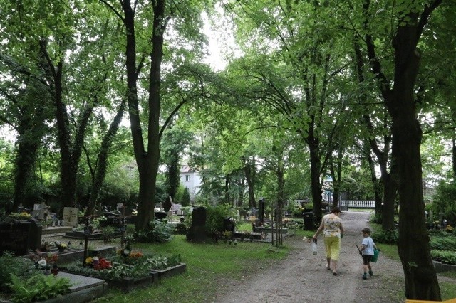 Na starej części cmentarza jest mnóstwo drzew, w tym wiele samosiejek. Teraz nawet jeśli po wichurze nadłamią się i będą niebezpieczne, uzyskanie zgody na ich wycinkę potrwa miesiącami.