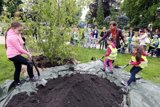 Dziś w Szczecinie posadzono trzy magnolie. To początek akcji "Szczecińskie Magnolie"