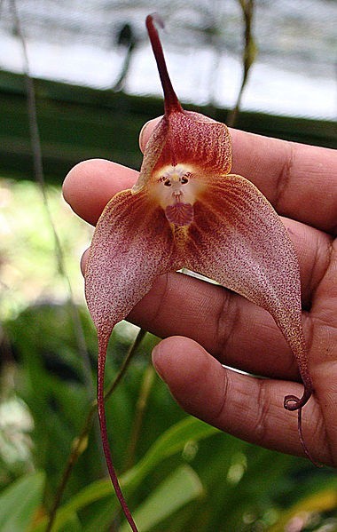 Storczyk o nazwie Dracula simia, zwany też orchideą małpią,...