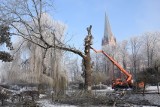 Wierzby znad Niezdobnej w Szczecinku znikają. Ekstremalnie trudna wycinka [ZDJĘCIA]