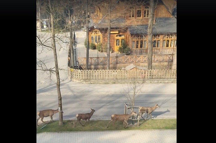 Łanie w Zakopanem sprawdzają, gdzie się podziali ludzie i ich samochody 