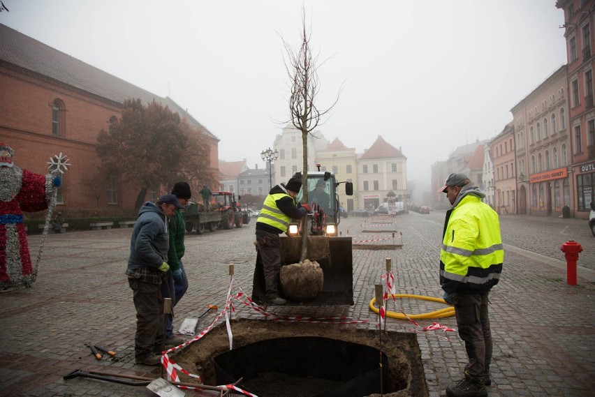 Nowe nasadzenia na Rynku Nowomiejskim w Toruniu