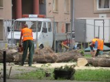 We Wrocławiu coraz mniej drzew. Wycina się ich kilka tysięcy rocznie (ZDJĘCIA)