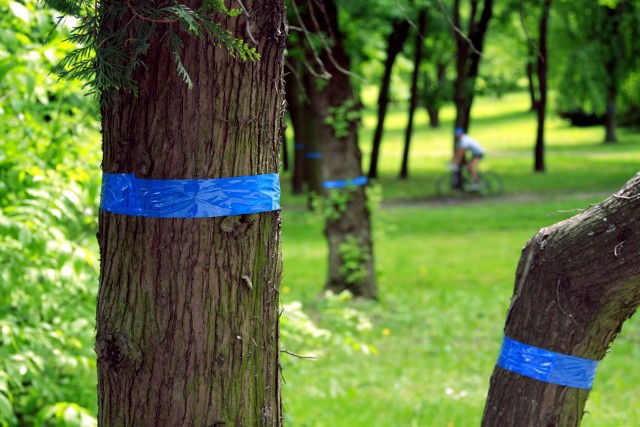 - Opaski mają charakter identyfikacyjny, między innymi dla okazów o większym znaczeniu przyrodniczym.  Na pewno nie są związane z wycinką drzew - mówi Joanna Bobowska z UM Lublin