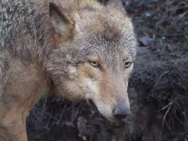 Ratownicy ze Stowarzyszenia dla Natury Wilk przebyli blisko 500 km by ratować wilczycę