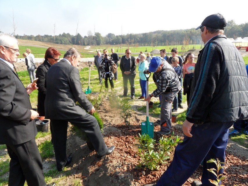 Zabrze rekultywuje stare zwałowiska. Posadzili drzewa na hałdzie [ZDJĘCIA]