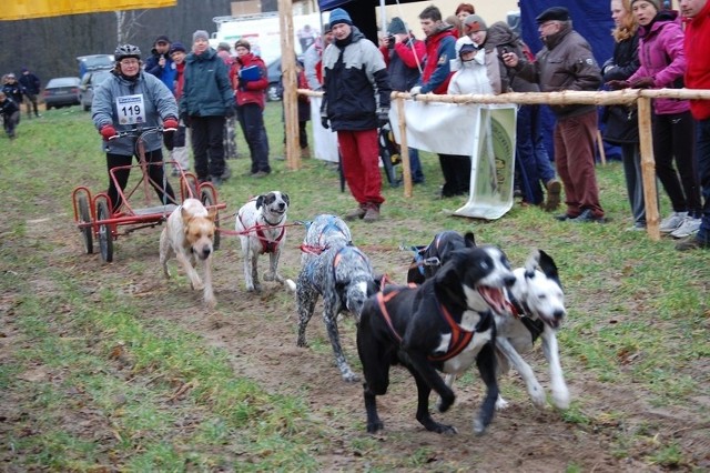 Wyścigi psich zaprzęgów w Dębogórze zakończyły się dla Sfory Nakielskiej sporem z myśliwymi i procesem o odszkodowanie.