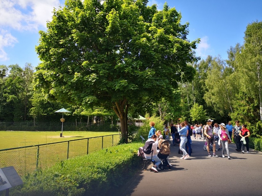 Tłumy odwiedzających gdańskie zoo! Zobaczcie nasz specjalny przewodnik po Gdańskim Ogrodzie Zoologicznym