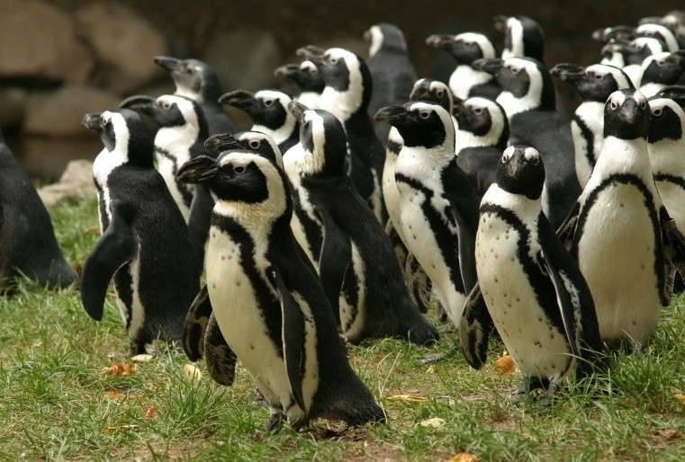 Pingwiny tońce (inaczej przylądkowe) to gatunek zagrożony,...