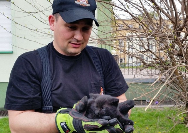 Małego kota uratowali zielonogórscy strażacy.