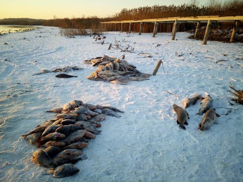 W zalewie w Nieliszu nielegalnie złowili pół tony ryb. Jednym z kłusowników był radny z woj. mazowieckiego?