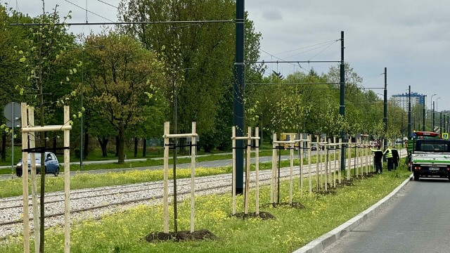 Wzdłuż głównych dróg w Dąbrowie Górniczej posadzone zostały nowe drzewa i krzewy Zobacz kolejne zdjęcia/plansze. Przesuwaj zdjęcia w prawo naciśnij strzałkę lub przycisk NASTĘPNE