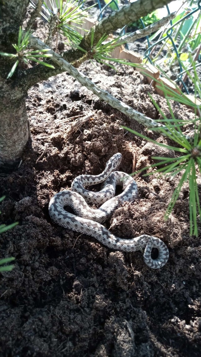 Jadowita żmija zygzakowata w ogródku przy ul. Mireckiej.