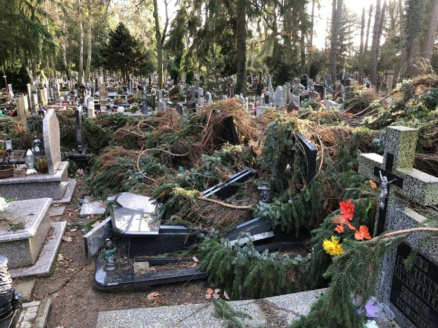 Cmentarz Centralny w Szczecinie ucierpiał w czasie wichury,...