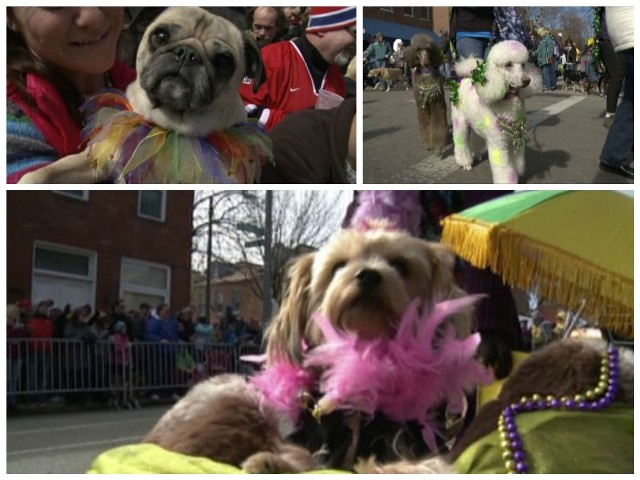 Mieszkańcy Saint Louis podczas parady mogą podziwiać ponad 100 zwierzaków przebranych za najróżniejsze postaci.