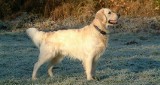 Pies przewodnik, który zaginął pierwszego dnia wojny na Ukrainie odnalazł się 2 lata później