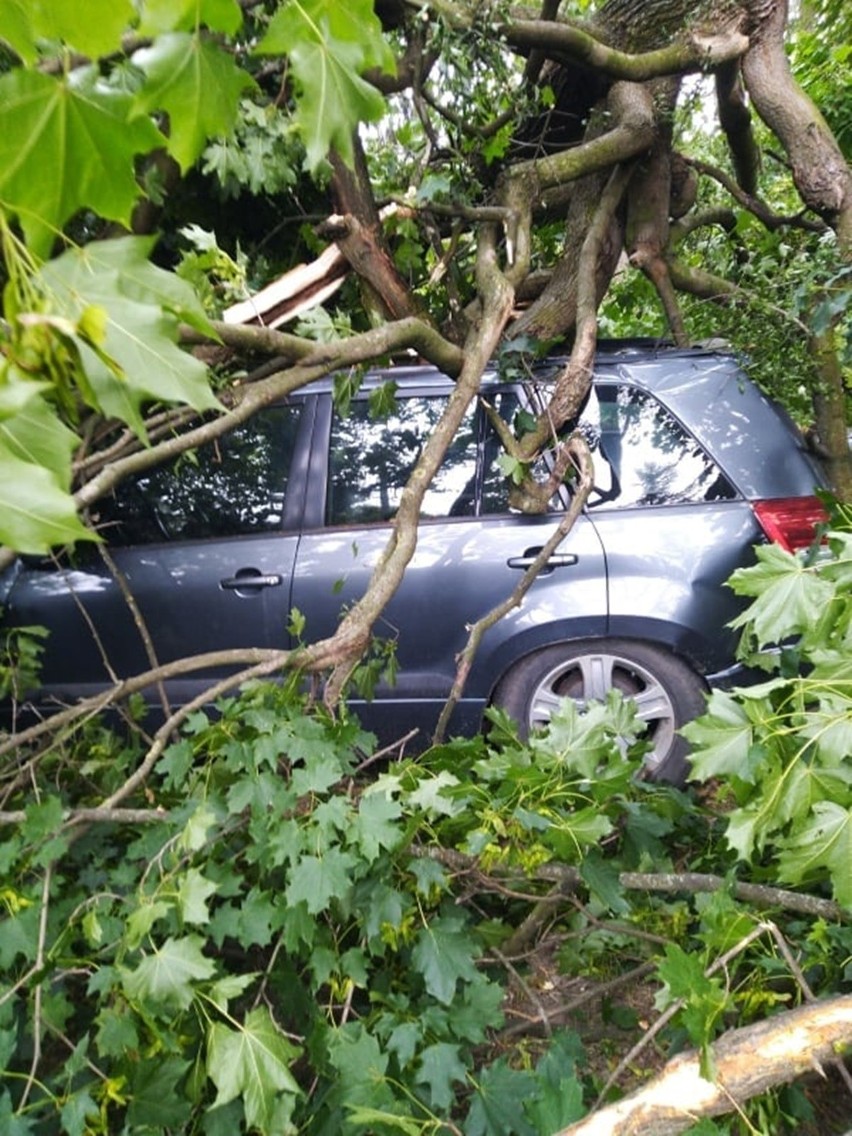 Lubelskie: Drzewo spadło na samochód. Straty oszacowano na kilkanaście tysięcy 