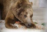 Okaleczony niedźwiedź Baloo odnajdzie azyl w poznańskim zoo?