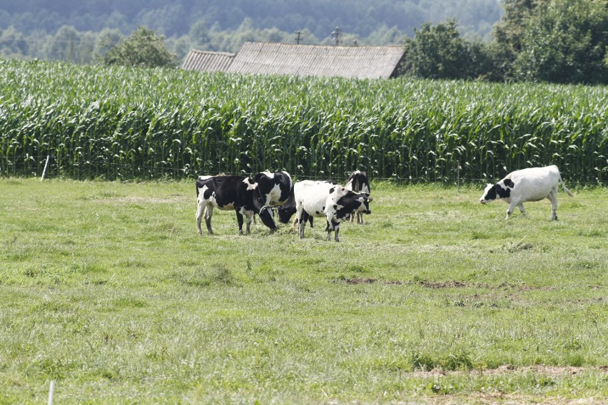 Oto jak przedstawiają się statystyki dla poszczególnych gmin...