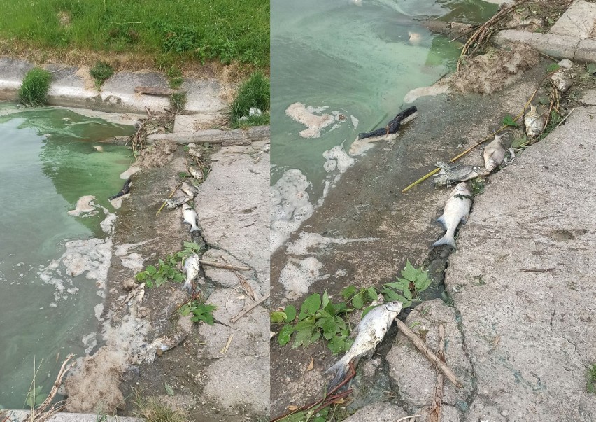 Śnięte ryby na slipie nad Zalewem Zemborzyckim