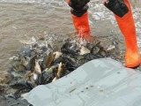 1500 kilogramów ryb trafiło do zalewu Lubianka w Starachowicach. To jazie, karasie, karpie, liny oraz szczupak. Zobacz zdjęcia i film