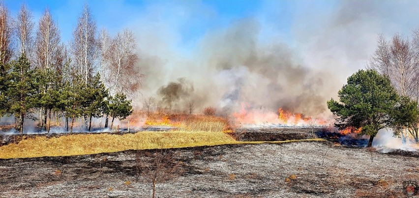 W środę w Wojkowicach miały miejsce dwa groźne pożary traw...