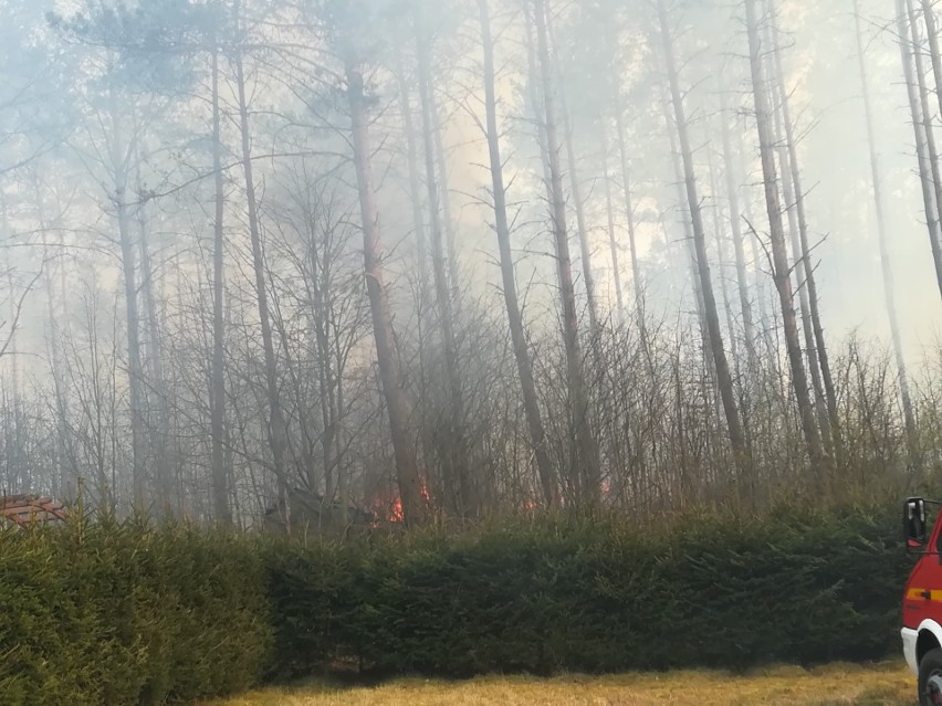 Olbrzymie pożary lasów i nieużytków w powiecie bytowskim. W...