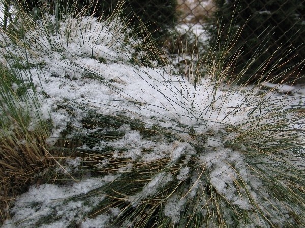 Dzisiaj do Przemyśla przyszła zima. Rano spadło nieco śniegu. Nie jest jednak zbyt mroźnie, nie ma wiatru. Może to oznaczać śnieżny, choć łagodny styczeń, przynajmniej jego pierwszą część.
